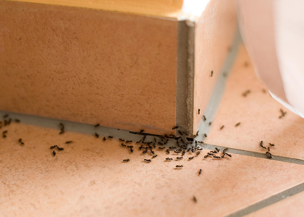 It&#8217;s only February, but Jersey ants already on the march