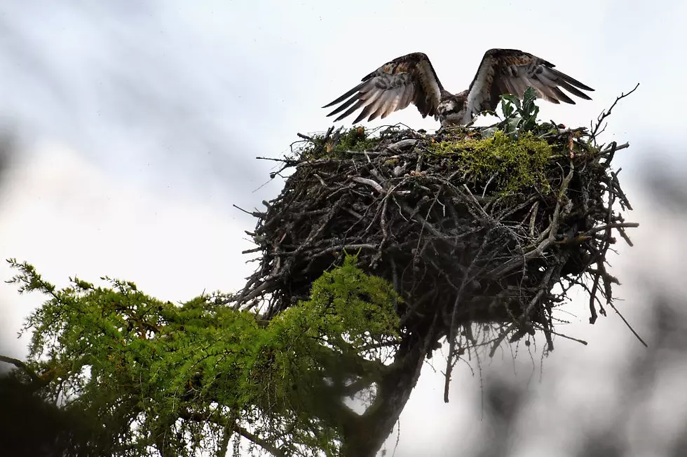See Island Beach State Park's Pair Of Baby Ospreys!