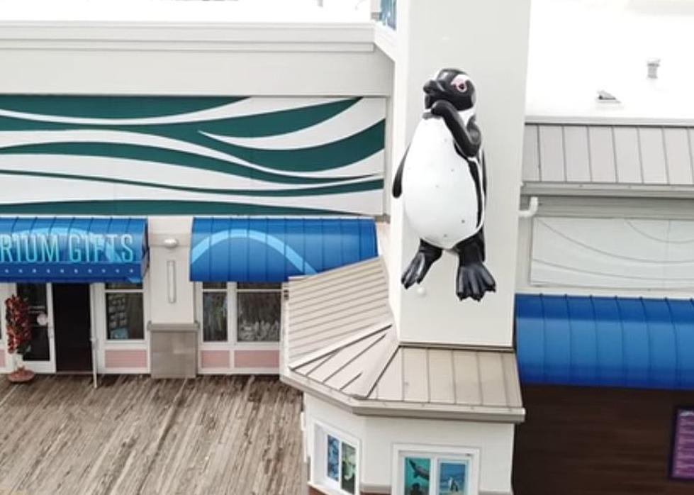Jenkinson’s Aquarium Is Closed But The Seals Are Still Working Hard [Videos]