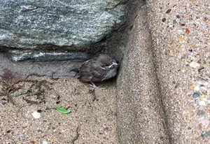What To Do With a Found Little Bird