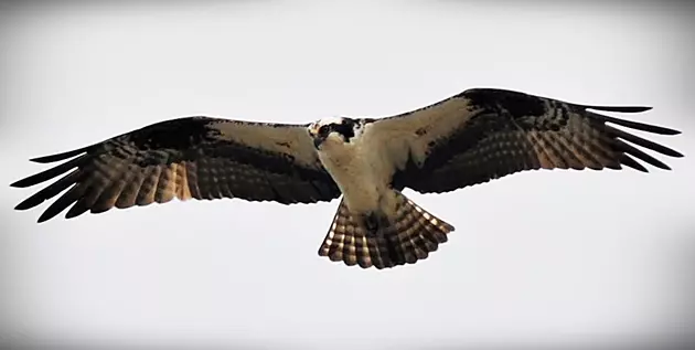 The Jersey Shore Ospreys &#8211; Our Seahawk [VIDEO]