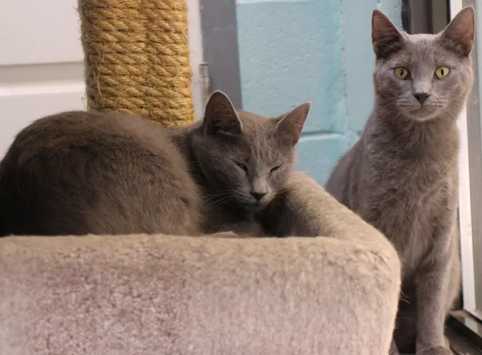 These Friendly Felines Need a Forever Home