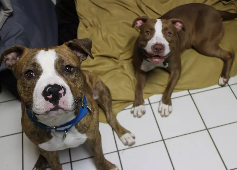 Two Rescues That Will Melt Your Heart – Pet(s) of the Week