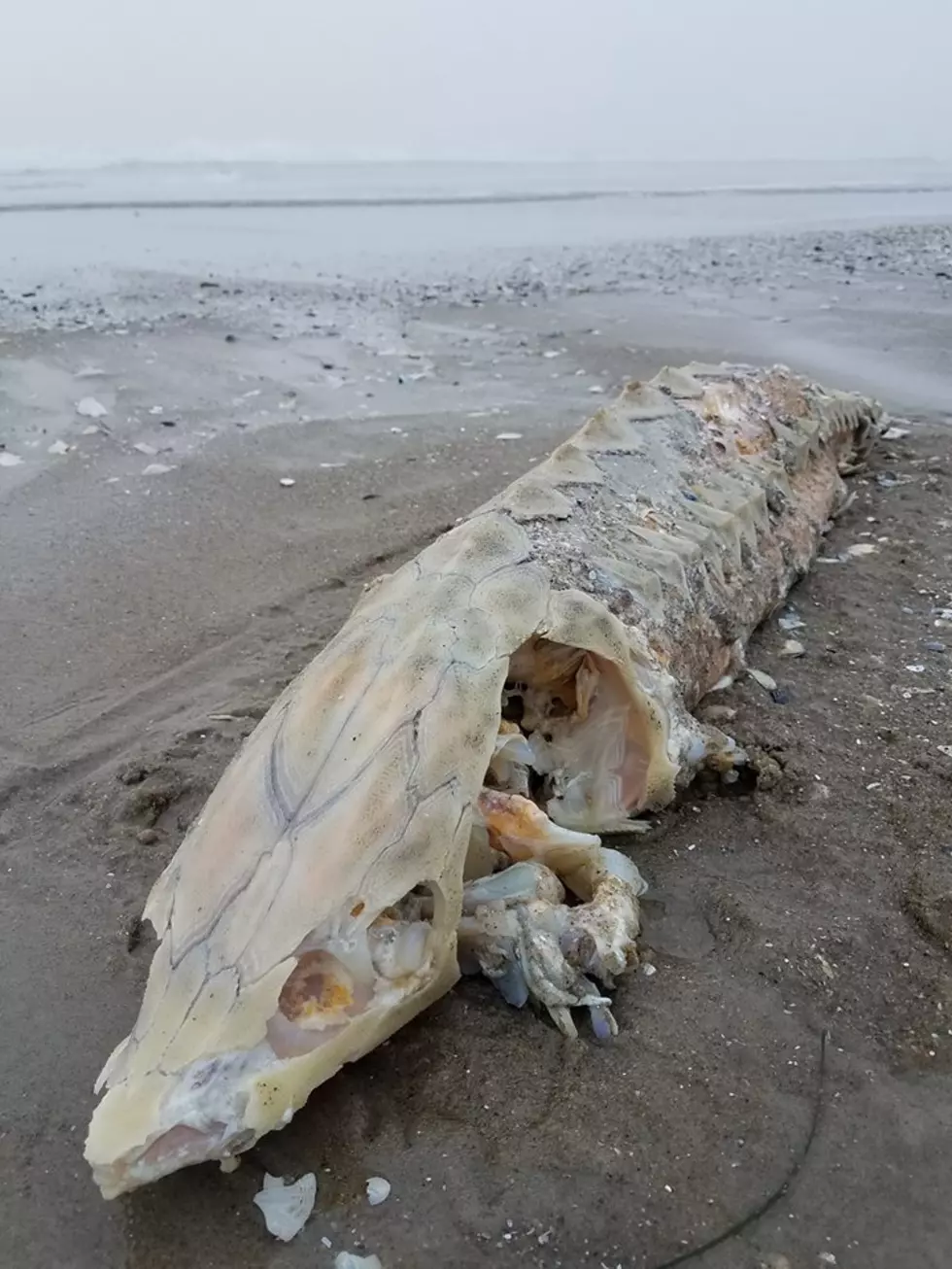 Endangered Atlantic Sturgeon washes up on Harvey Cedars beach