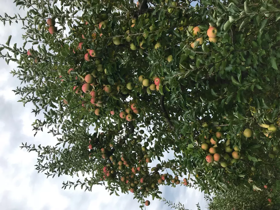 Find Out When Apple Picking Season Starts At The Jersey Shore