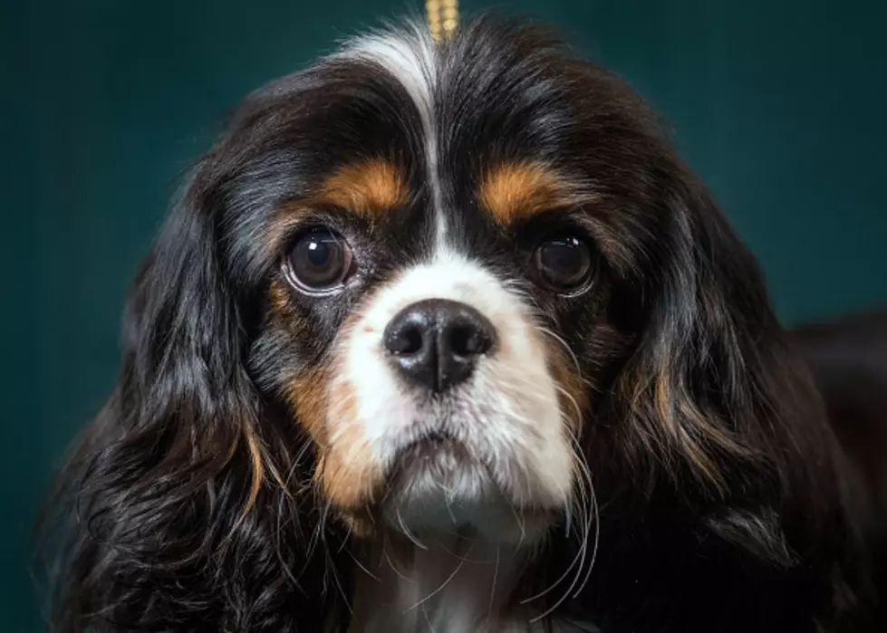 Pet Photos at the Mathis House in Toms River