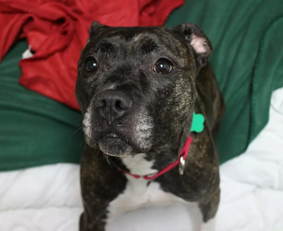 This Adorable Brindle Girl will Melt Your Heart - Pet of the Week
