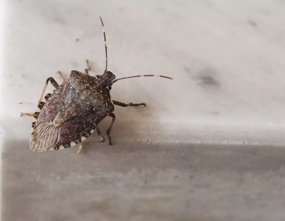 Here’s Why You’re Seeing Lots Of Stink Bugs Right Now In NJ