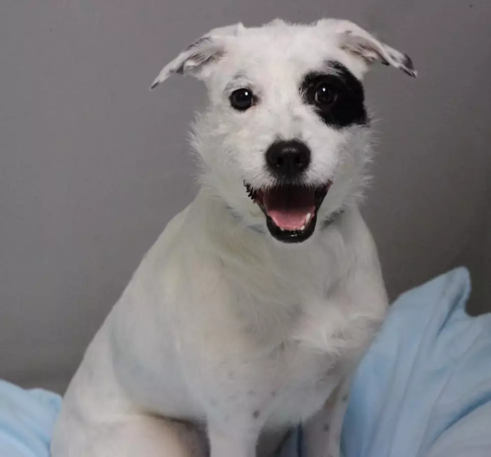 “Tuck” This Pup in Your Heart Forever – Pet of the Week