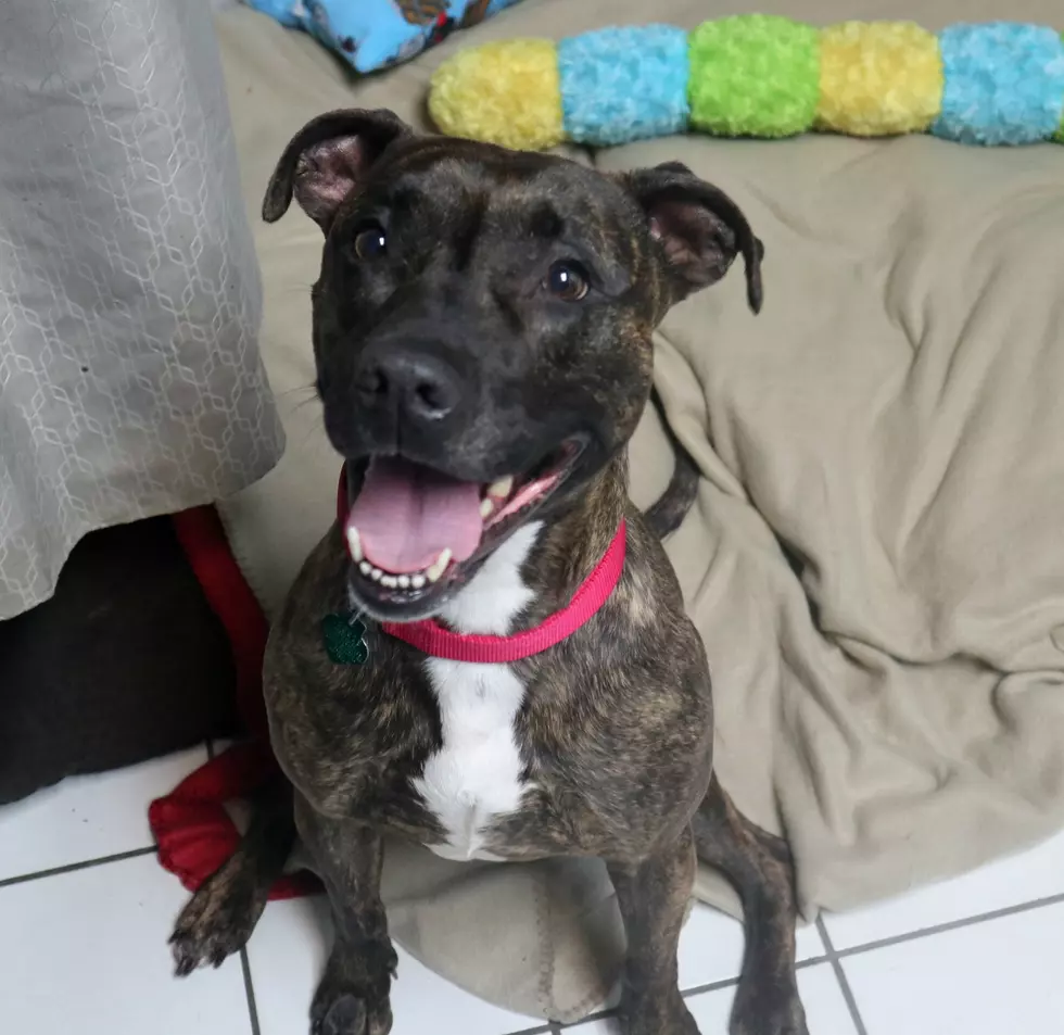 A Shiny Smile that will Melt Your Heart-Pet of the Week