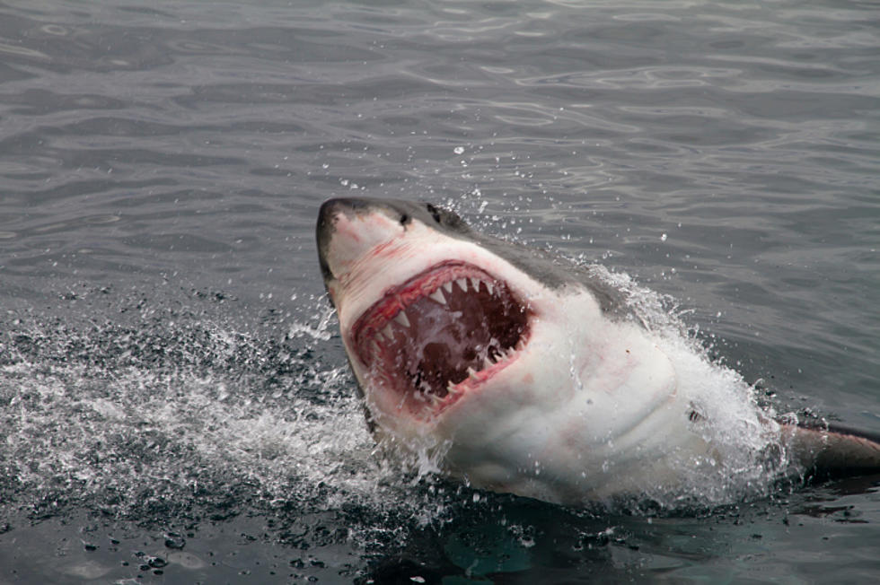 See Intense Video Of A Great White Shark Off Of Point Pleasant
