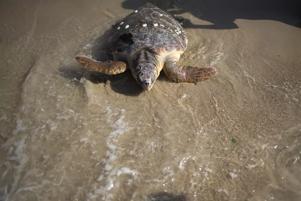 Be Part Of A Sea Turtle's Release Back Into The Ocean On Tuesday