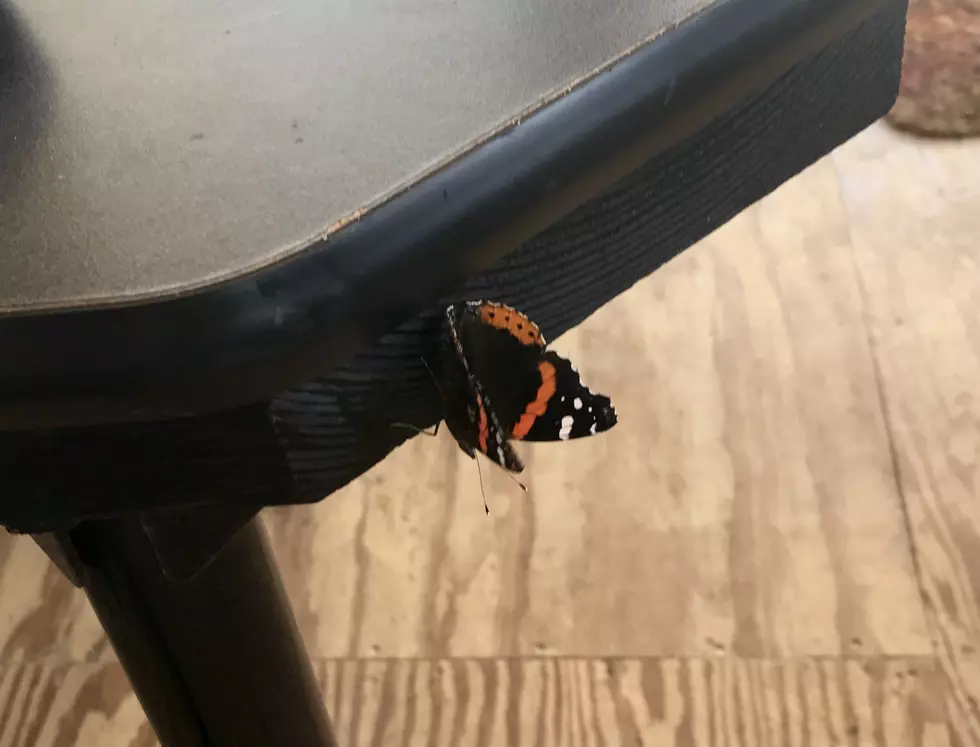 The Jersey Shore Is Swarming With Butterflies