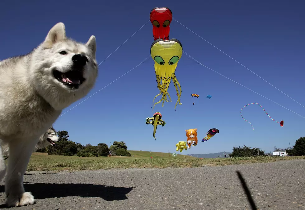 Wind Wolves:  The Traveling Kite Show is Coming to Ocean County 