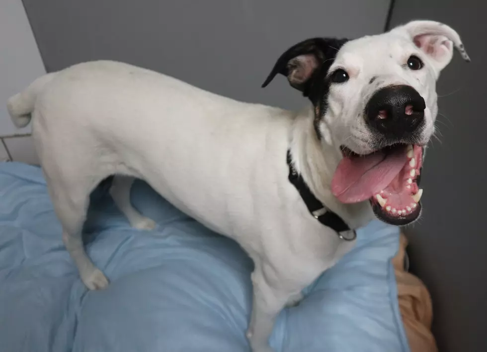 He’s Adorable and Ready to Be Your Best Friend-Pet of the Week