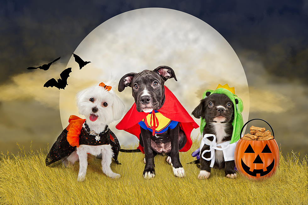 Pet Costume Parade This Weekend in Manahawkin