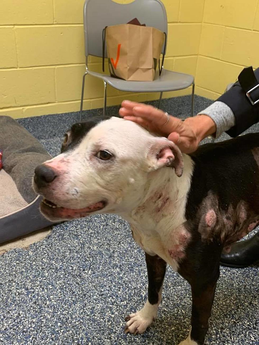 Manchester Police seek information on abused pitbull found in town