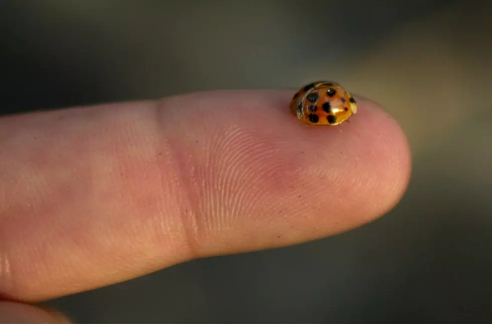 This Is Why There Are So Many Ladybugs At The Shore Right Now