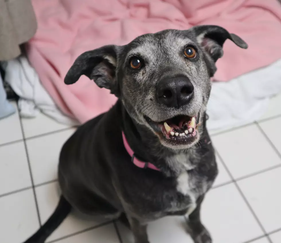 This Happy Girl Would Love To Be A Part of Your Family