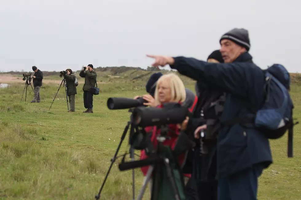 Birdwatchers Welcome The Snowy Owl Back To The Jersey Shore