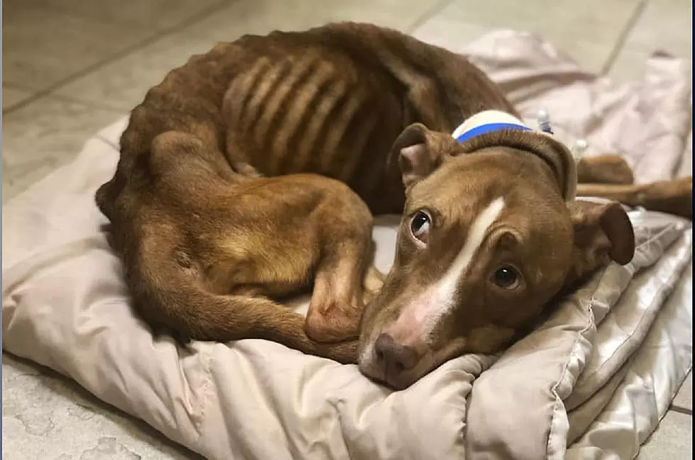 Police Need Help Finding Those Responsible For Starving New Jersey Dog