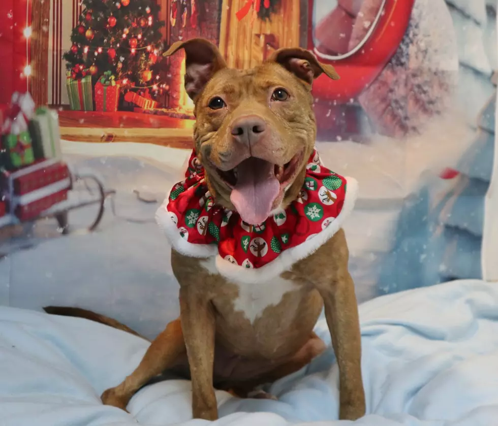 Nala Wants a Home for the Holidays &#8211; Pet of the Week