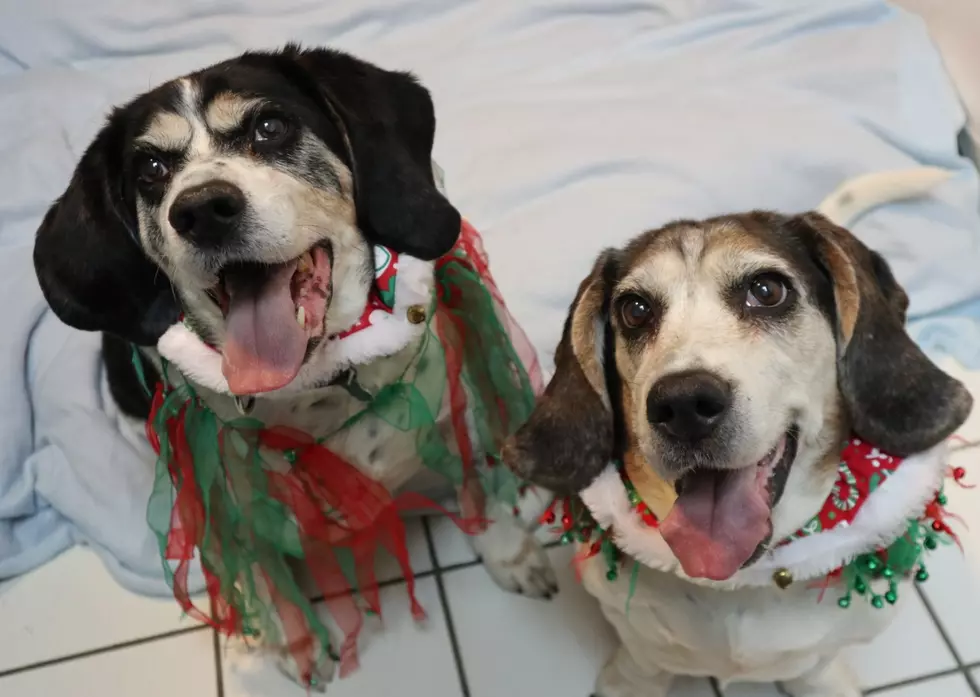 These Two Want a Home for Christmas