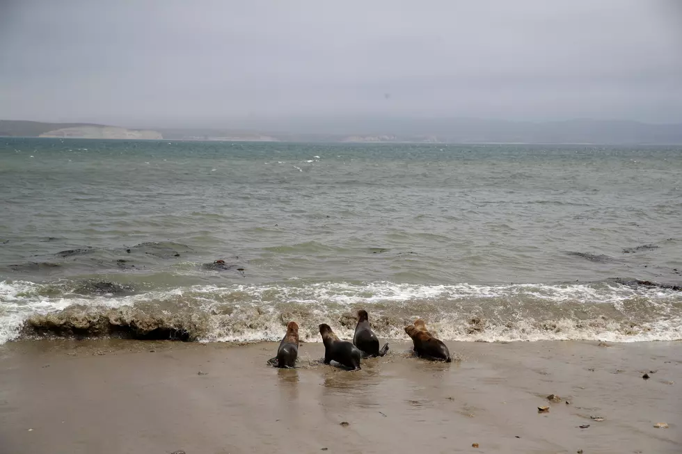 Officials Remind Public To Leave Jersey Shore Harbor Seals Alone