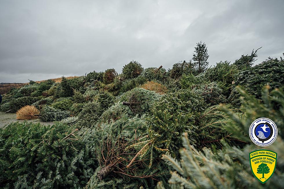 Island Beach Asked For Christmas Trees – They Got Thousands