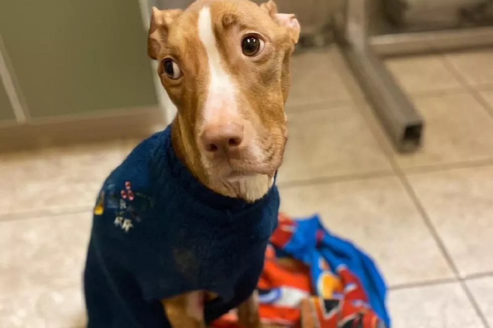 Update - Starved Dog That Was Rescued Is Ready For Adoption