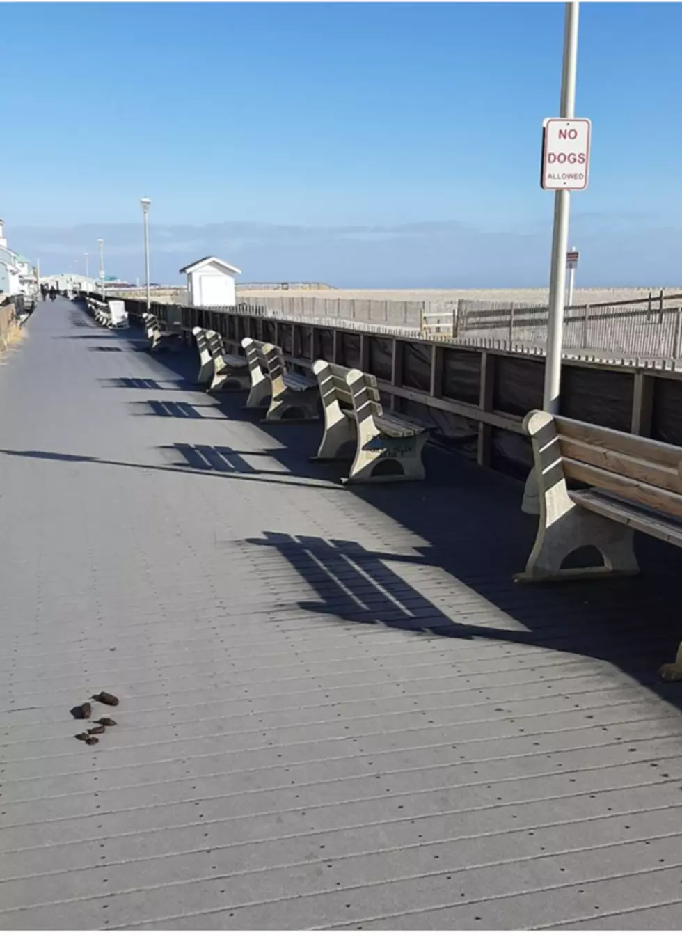 Pick up your dog’s poop! Point Pleasant Beach Police are cracking down