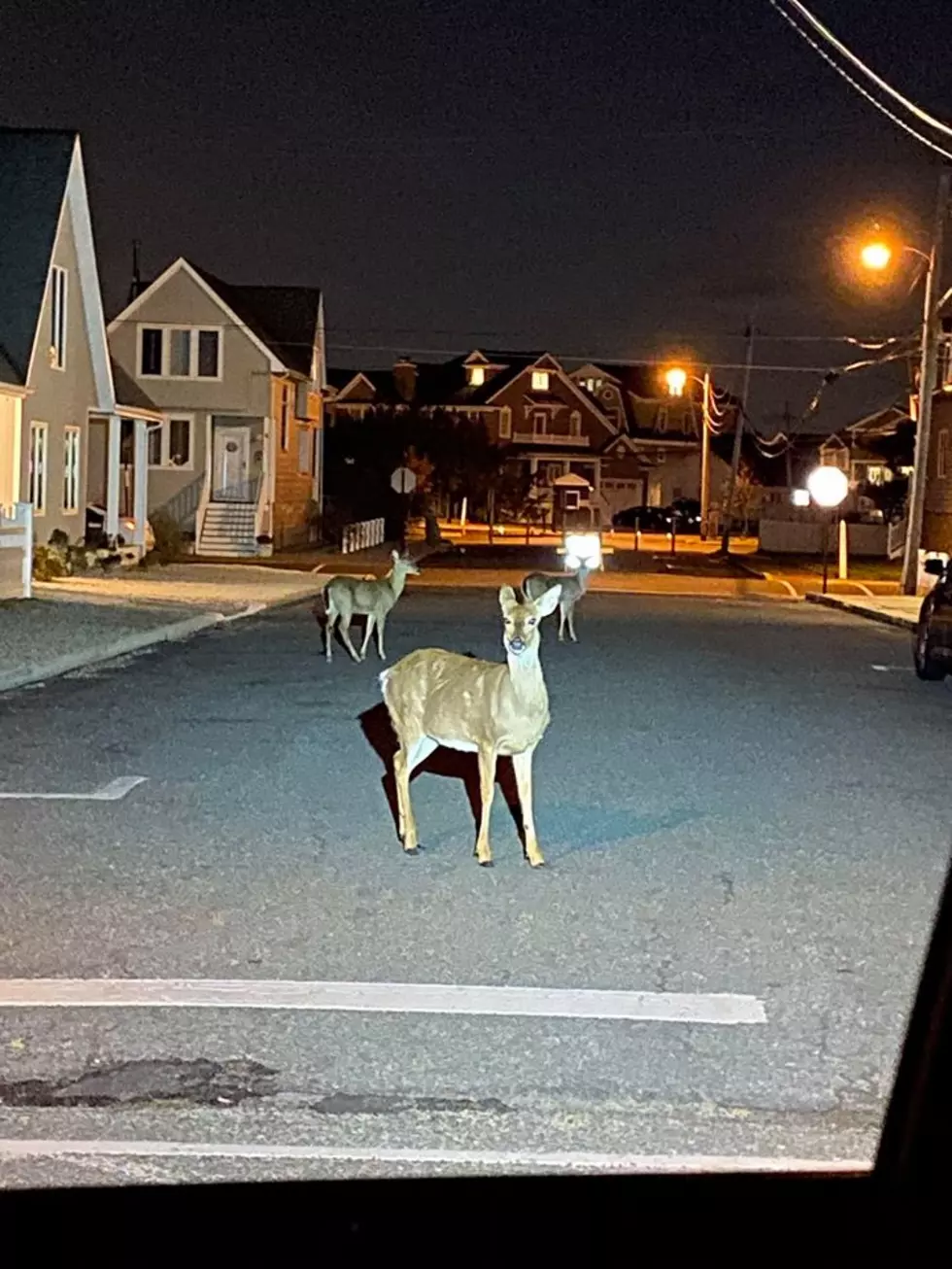 Manasquan Police “arrest” a group of deer for violating Governor’s orders