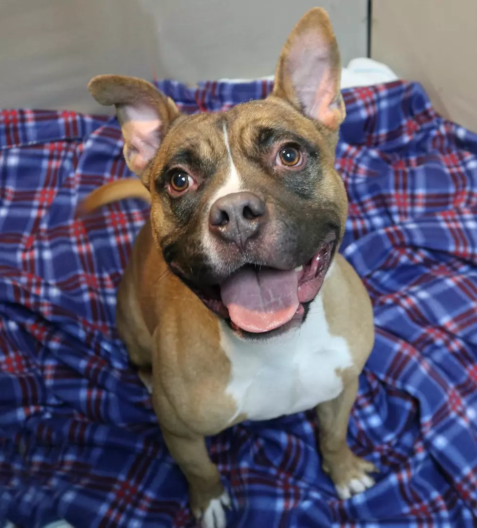 Our Pet of the Week Will Melt Your Heart; Meet Creed