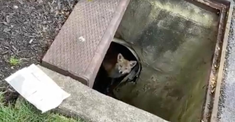 Brick Public Works crew helps rescue baby foxes from storm drain
