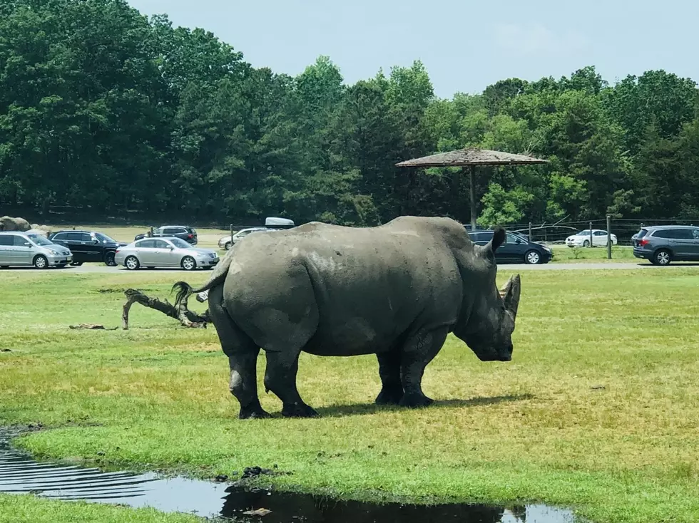 This Summer's To Do List, Six Flags Wild Safari Drive-Thru