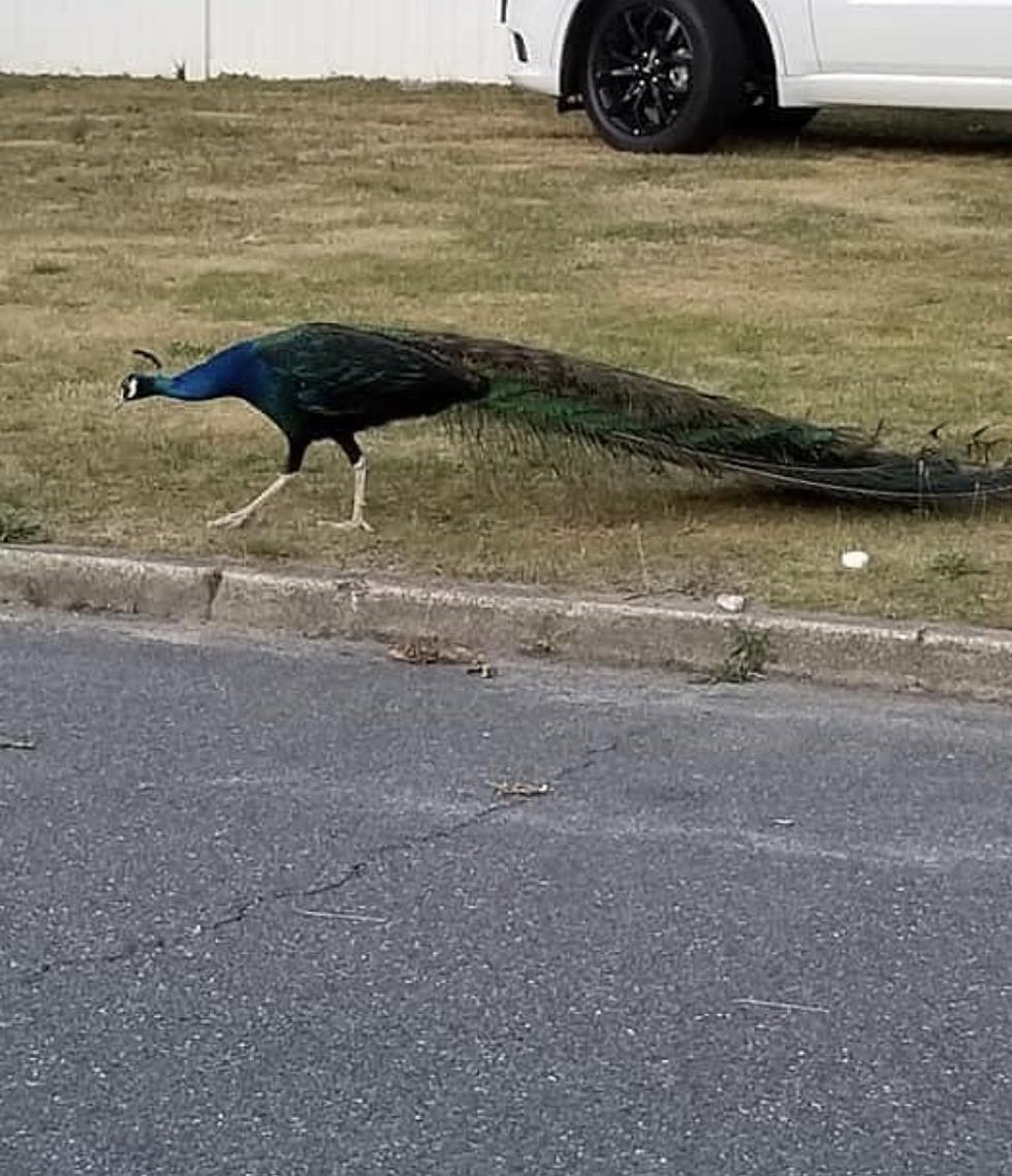Meet the Wandering Berkeley Township Peacock; Let&#8217;s Name Him