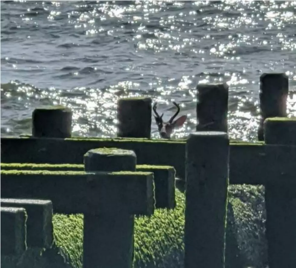 Jersey Shore Lifeguards Jump In To Save A Drowning Deer [Photos]