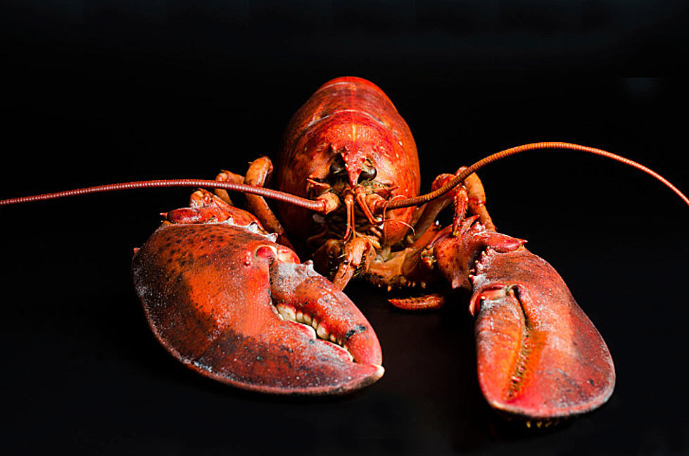 Hands Off This Lobster! No Butter For This Ocean County Celebrity