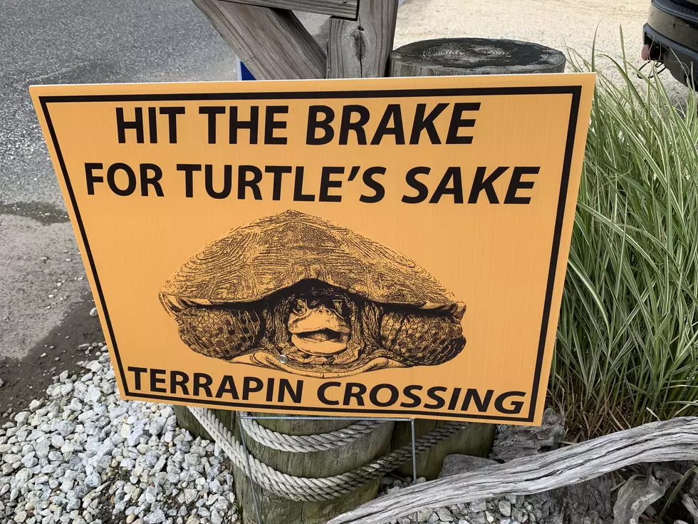 Do YOU Brake for Turtles?
