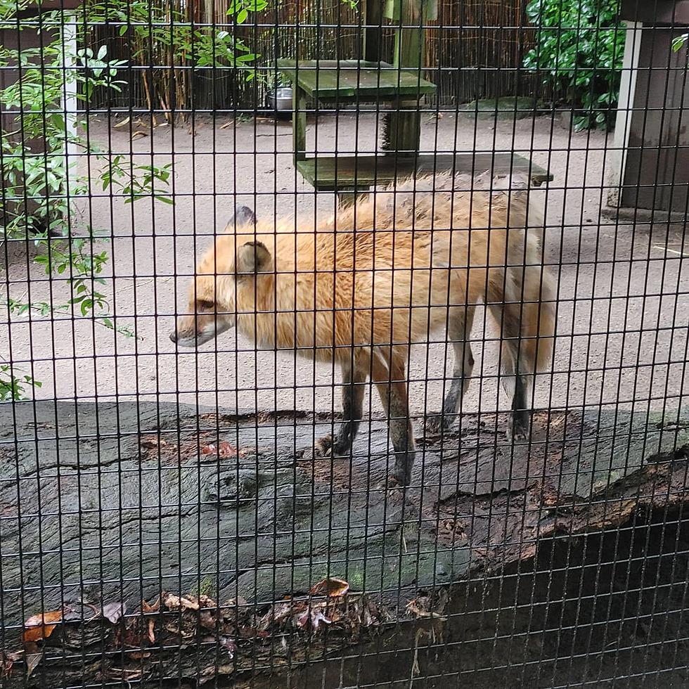 Fox trots its way into Rumson, attacks two residents near park