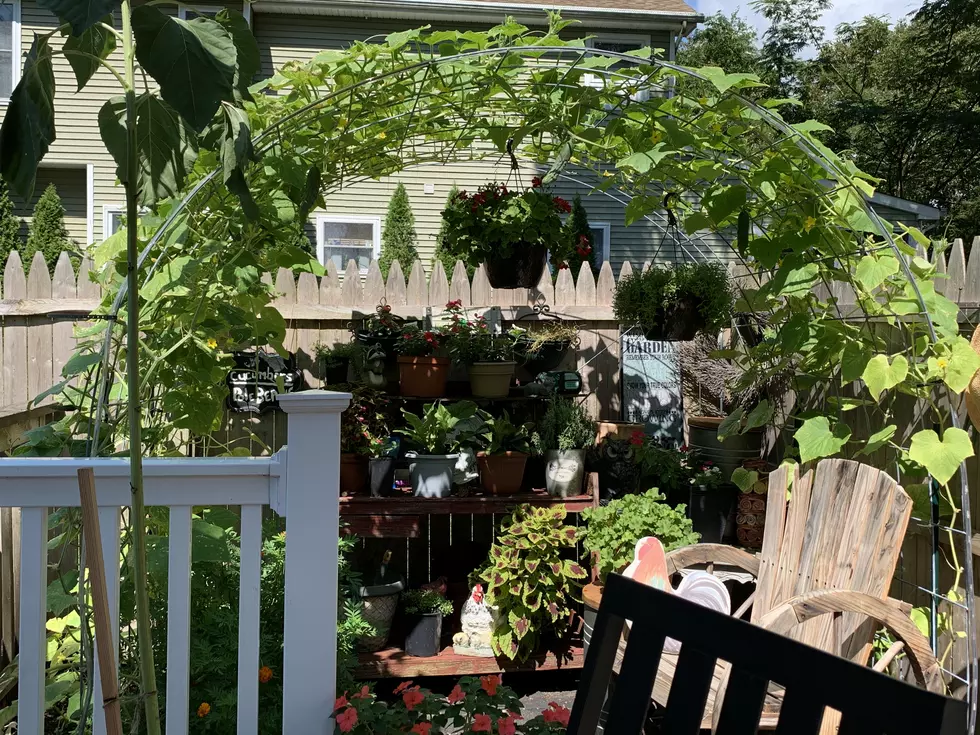 Quarantine Summer: Photos From the Backyard Garden