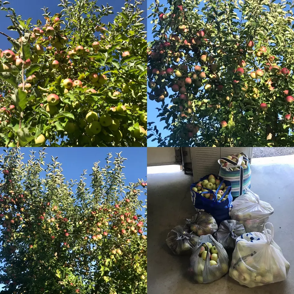 Help! What Do I Do With All These Apples?