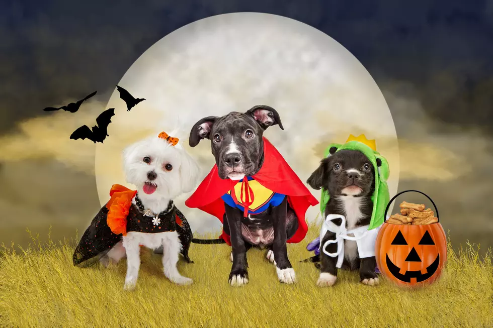 Pet Tips to Keep Your Furry Friends Safe This Halloween