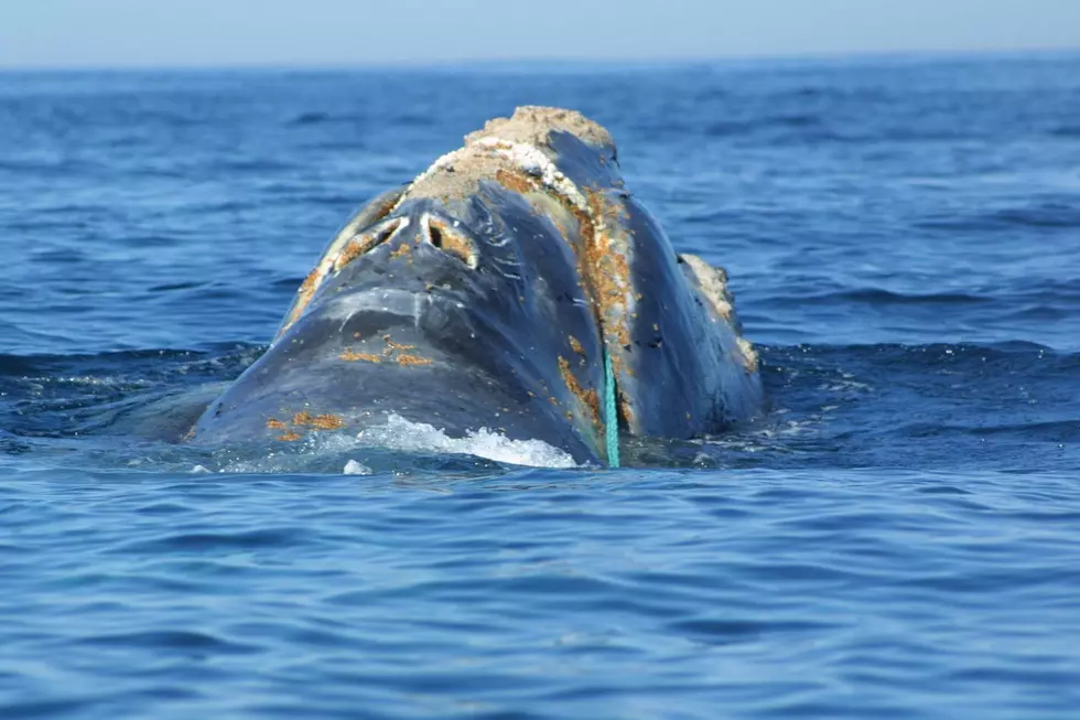 Rare Endangered Whale Reportedly Entangled Off The Jersey Shore