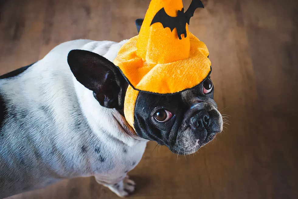 Check Out Our Wonderful Listener Pets For Halloween 