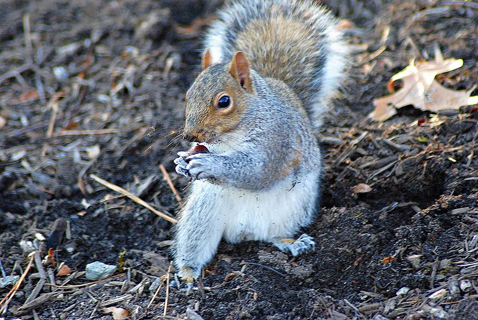 Are Squirrels Eating Your Halloween Pumpkins?