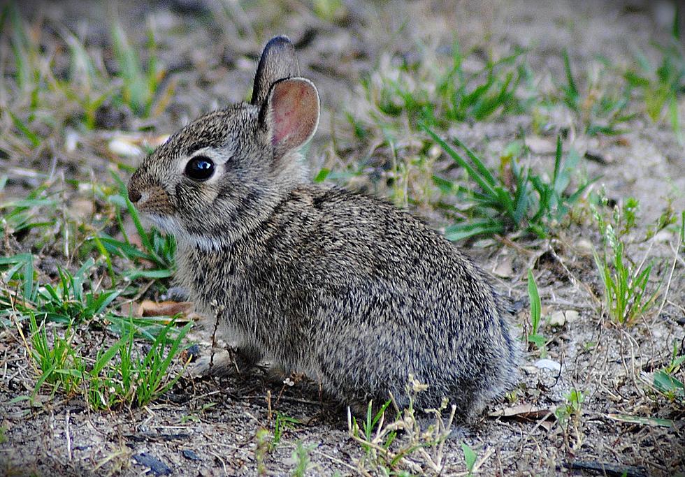 Got Bunnies? Seems Like More Rabbits In Ocean County This Fall