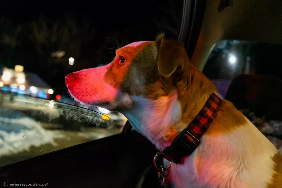Dogs, Cats, Tortoise’s Oh My – Extended Holiday in the Park Drive-Thru Dates