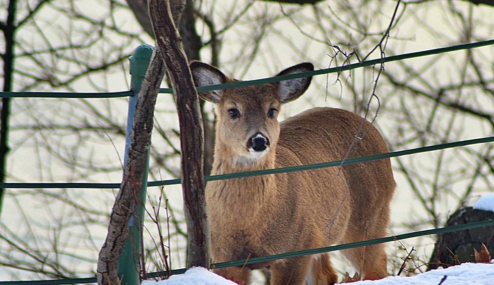 New legislation will stop deer from destroying crops on New Jersey farms