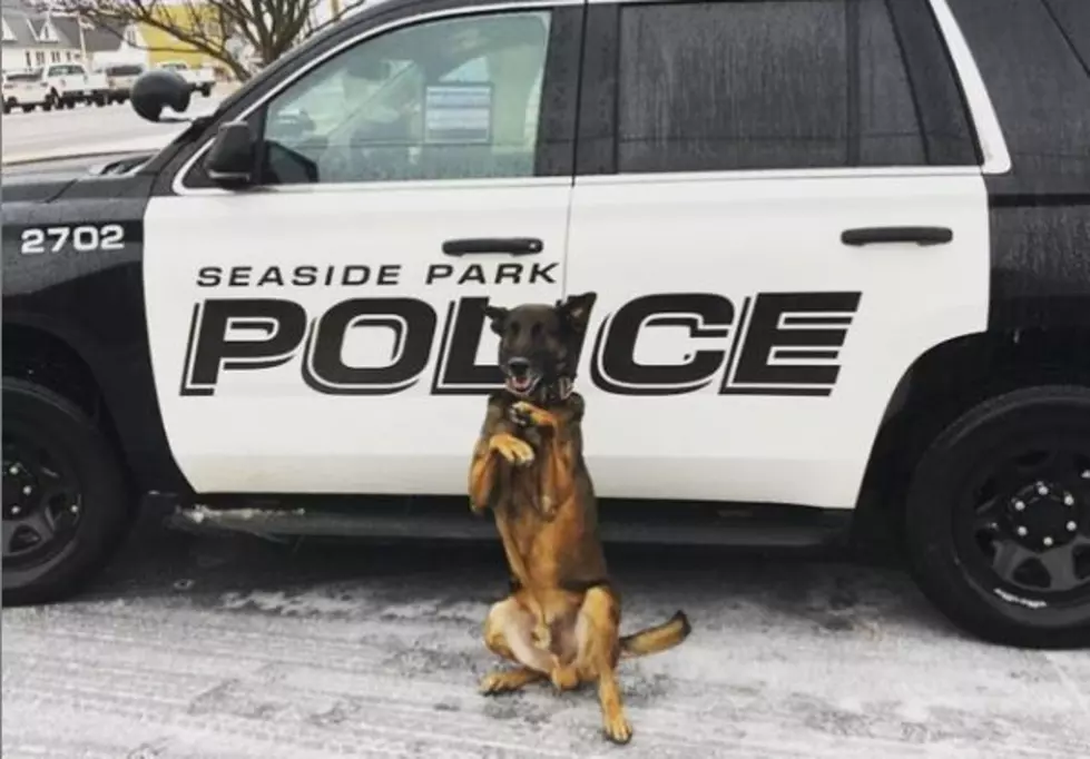 OMG &#8211; Check out this Adorable Plumsted Township, NJ Police Dog
